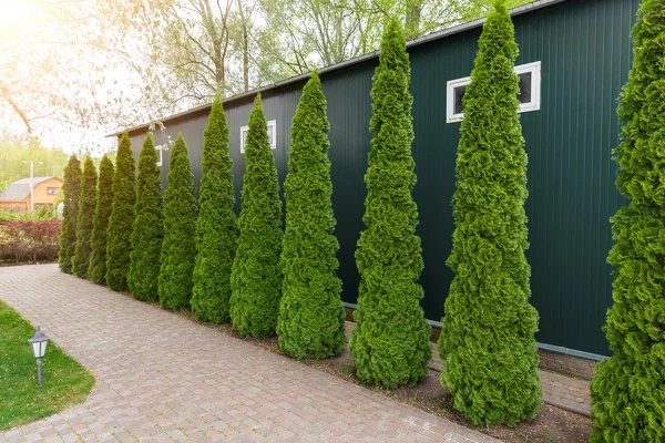 Tree Cutting Services Tree Cutting Services
