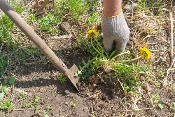 Yard Clean-Up Yard Clean-Up
