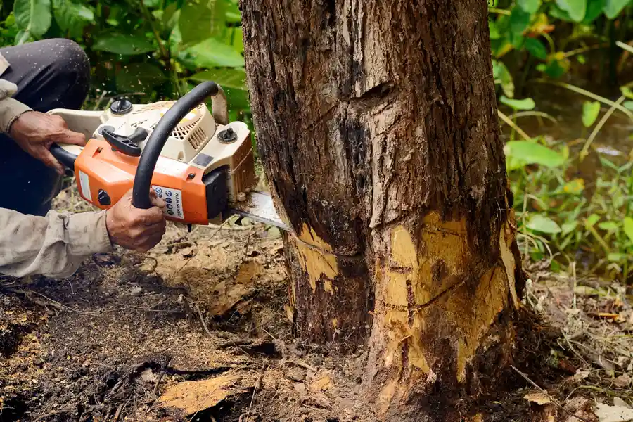 Reliable Tree Cutting Services in San Mateo, CA