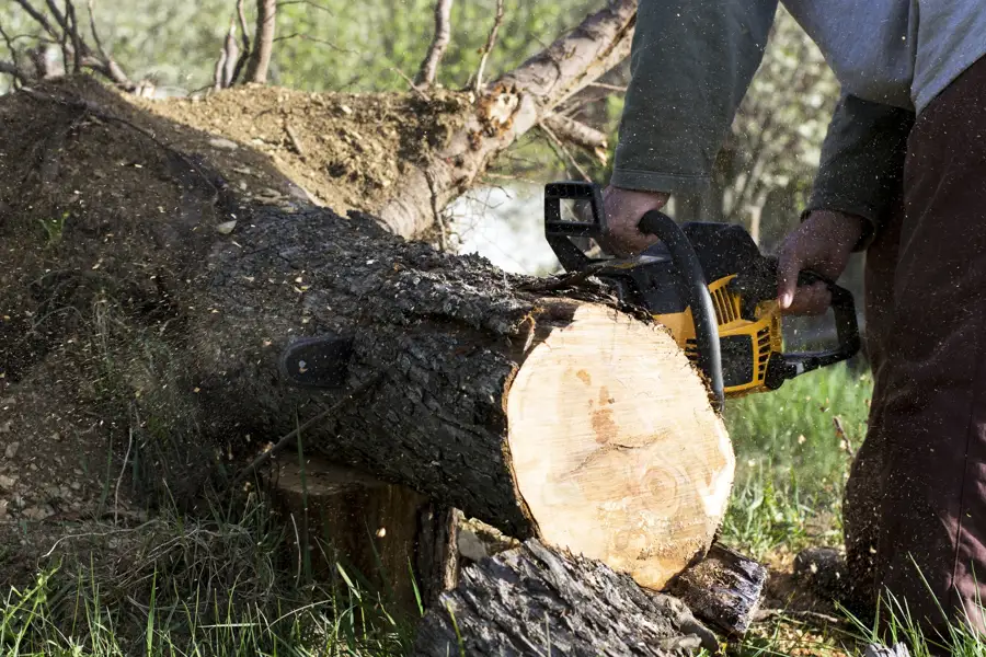 Professional Tree Cutting Services in San Mateo, CA