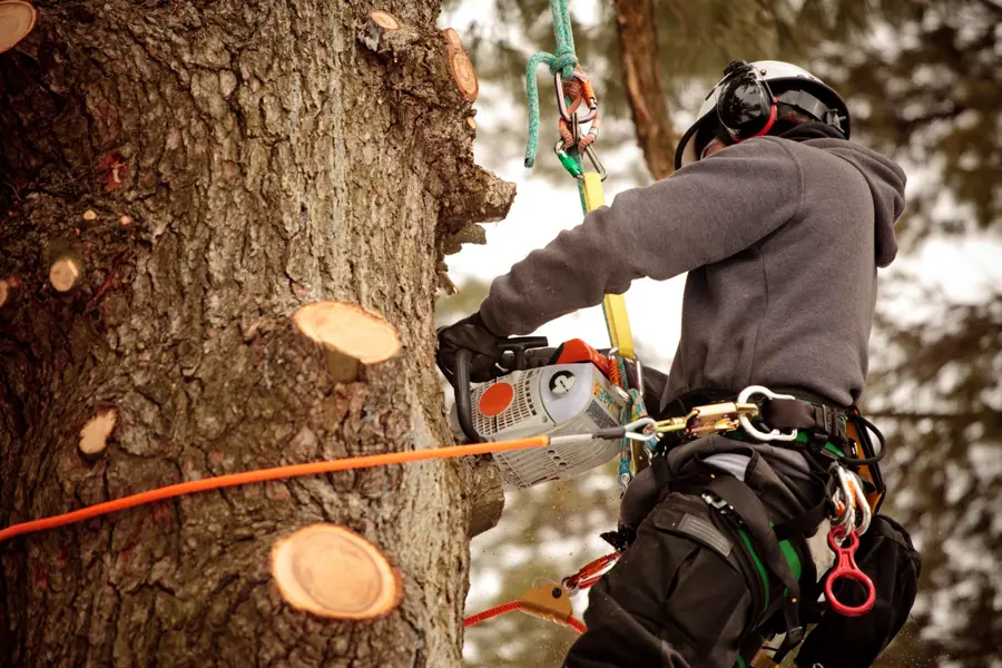 Affordable Tree Cutting Services in San Mateo, CA
